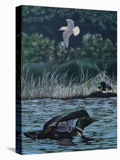 Loon Threat-Rusty Frentner-Stretched Canvas