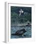 Loon Threat-Rusty Frentner-Framed Giclee Print