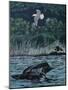 Loon Threat-Rusty Frentner-Mounted Giclee Print