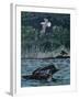 Loon Threat-Rusty Frentner-Framed Giclee Print