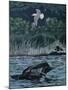 Loon Threat-Rusty Frentner-Mounted Giclee Print