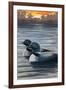 Loons and Sunset-Lantern Press-Framed Art Print