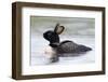 Loony-Pixelmated Animals-Framed Photo