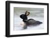 Loony-Pixelmated Animals-Framed Photo