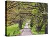 Loop Road in Cades Cove, Great Smoky Mountains National Park, Tennessee, USA-Adam Jones-Stretched Canvas