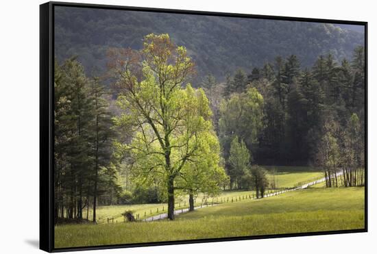 Loop road through Cades Cove passing beneath trees in spring foliage, Great Smoky Mountains NP, TN-Adam Jones-Framed Stretched Canvas