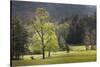 Loop road through Cades Cove passing beneath trees in spring foliage, Great Smoky Mountains NP, TN-Adam Jones-Stretched Canvas