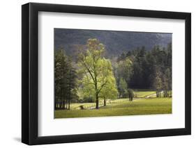 Loop road through Cades Cove passing beneath trees in spring foliage, Great Smoky Mountains NP, TN-Adam Jones-Framed Photographic Print