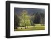 Loop road through Cades Cove passing beneath trees in spring foliage, Great Smoky Mountains NP, TN-Adam Jones-Framed Photographic Print