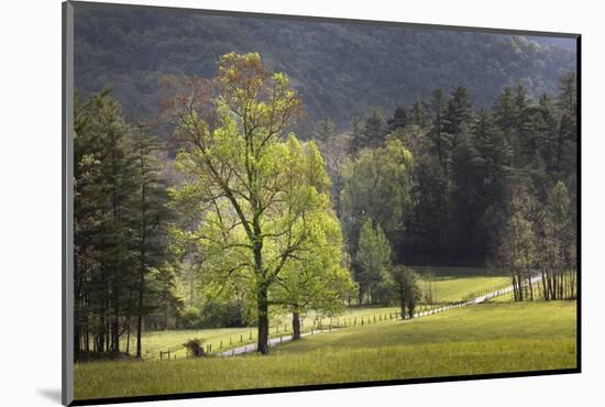 Loop road through Cades Cove passing beneath trees in spring foliage, Great Smoky Mountains NP, TN-Adam Jones-Mounted Photographic Print