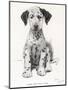 Loopy the Ugly Puppy-Cecil Aldin-Mounted Photographic Print