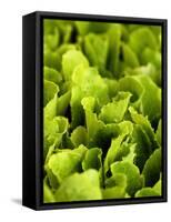 Loose-Leaf Lettuce-Dirk Olaf Wexel-Framed Stretched Canvas