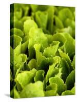 Loose-Leaf Lettuce-Dirk Olaf Wexel-Stretched Canvas