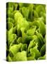 Loose-Leaf Lettuce-Dirk Olaf Wexel-Stretched Canvas