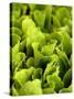 Loose-Leaf Lettuce-Dirk Olaf Wexel-Stretched Canvas