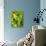 Loose-Leaf Lettuce-Dirk Olaf Wexel-Photographic Print displayed on a wall