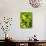 Loose-Leaf Lettuce-Dirk Olaf Wexel-Photographic Print displayed on a wall