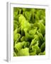 Loose-Leaf Lettuce-Dirk Olaf Wexel-Framed Photographic Print