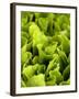 Loose-Leaf Lettuce-Dirk Olaf Wexel-Framed Photographic Print