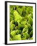Loose-Leaf Lettuce-Dirk Olaf Wexel-Framed Photographic Print