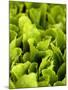 Loose-Leaf Lettuce-Dirk Olaf Wexel-Mounted Photographic Print