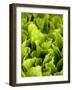 Loose-Leaf Lettuce-Dirk Olaf Wexel-Framed Photographic Print