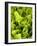 Loose-Leaf Lettuce-Dirk Olaf Wexel-Framed Photographic Print