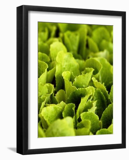 Loose-Leaf Lettuce-Dirk Olaf Wexel-Framed Photographic Print