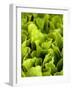 Loose-Leaf Lettuce-Dirk Olaf Wexel-Framed Photographic Print