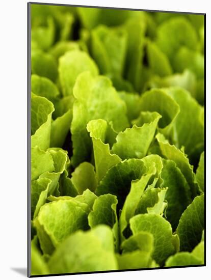 Loose-Leaf Lettuce-Dirk Olaf Wexel-Mounted Photographic Print
