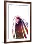 Loose-Charlie Bowater-Framed Premium Giclee Print