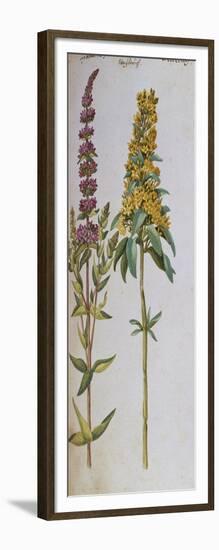 Loosestrife, Lythrum Salicaria and Lysi Machia Punctata. from 'Camerarius Florilegium'-Joachim Camerarius-Framed Giclee Print