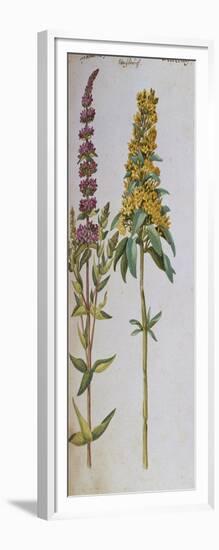 Loosestrife, Lythrum Salicaria and Lysi Machia Punctata. from 'Camerarius Florilegium'-Joachim Camerarius-Framed Giclee Print