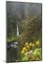 Loowit Falls in Forest Scenery, Columbia Gorge, Oregon, USA-Gary Luhm-Mounted Photographic Print