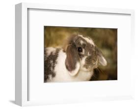 Lop Eared bunny sitting on a bale of hay.-Janet Horton-Framed Photographic Print