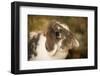 Lop Eared bunny sitting on a bale of hay.-Janet Horton-Framed Photographic Print