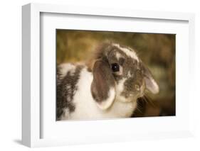 Lop Eared bunny sitting on a bale of hay.-Janet Horton-Framed Photographic Print