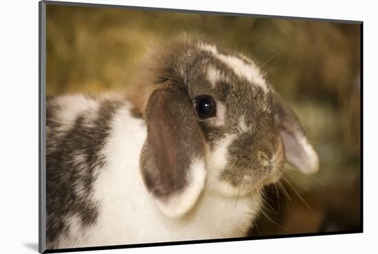 Lop Eared bunny sitting on a bale of hay.-Janet Horton-Mounted Photographic Print