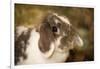 Lop Eared bunny sitting on a bale of hay.-Janet Horton-Framed Photographic Print