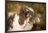 Lop Eared bunny sitting on a bale of hay.-Janet Horton-Framed Photographic Print