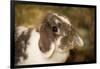 Lop Eared bunny sitting on a bale of hay.-Janet Horton-Framed Photographic Print