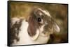 Lop Eared bunny sitting on a bale of hay.-Janet Horton-Framed Stretched Canvas