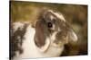 Lop Eared bunny sitting on a bale of hay.-Janet Horton-Stretched Canvas