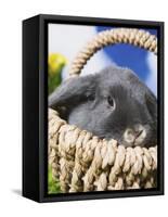 Lop-eared Easter bunny-Ada Summer-Framed Stretched Canvas