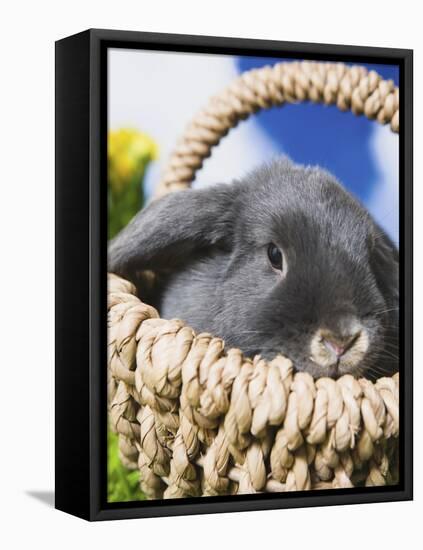 Lop-eared Easter bunny-Ada Summer-Framed Stretched Canvas