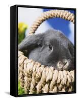 Lop-eared Easter bunny-Ada Summer-Framed Stretched Canvas