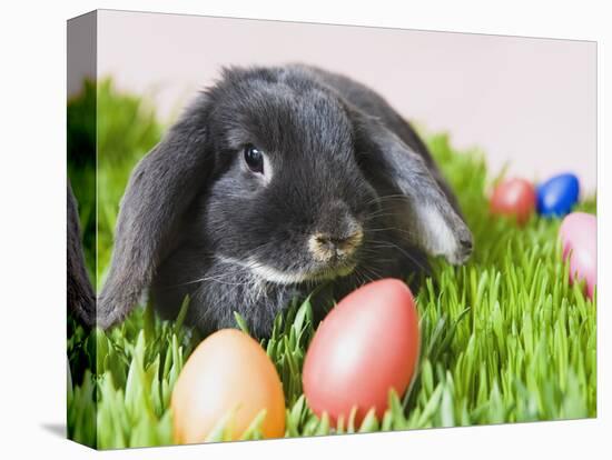 Lop-eared Easter bunny-Ada Summer-Stretched Canvas