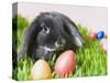 Lop-eared Easter bunny-Ada Summer-Stretched Canvas