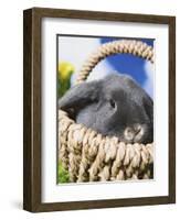 Lop-eared Easter bunny-Ada Summer-Framed Photographic Print