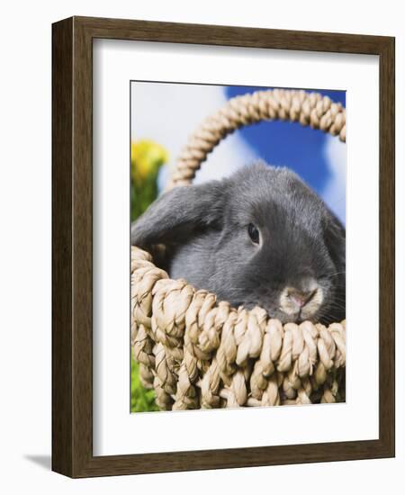 Lop-eared Easter bunny-Ada Summer-Framed Photographic Print